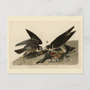 Great-footed Hawk from Audubon's Birds of America Postcard