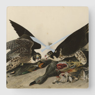 Great-footed Hawk from Audubon's Birds of America Square Wall Clock