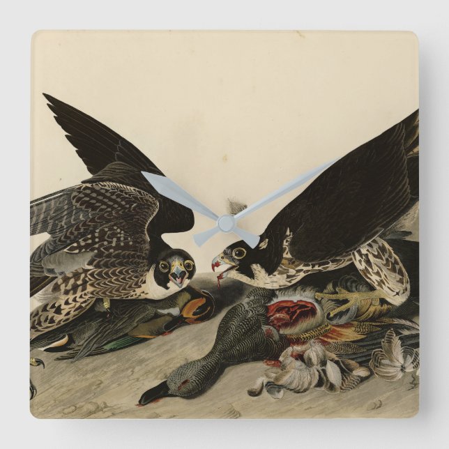 Great-footed Hawk from Audubon's Birds of America Square Wall Clock (Front)
