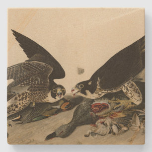 Great-footed Hawk from Audubon's Birds of America Stone Coaster