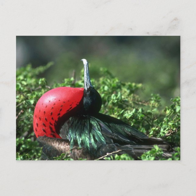 Great Frigatebird, Male Courtship With Large Gular Postcard (Front)