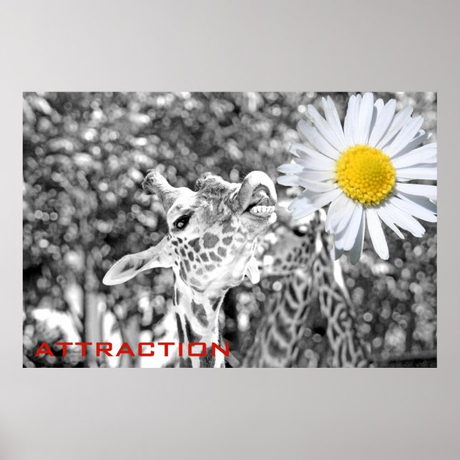 Great Giraffe Attraction Poster! Poster (Front)