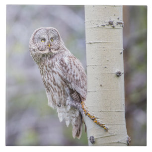 Great Gray Aspen Tree Branch Tile