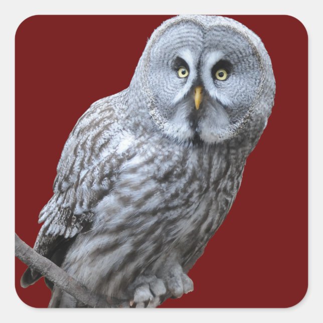 Great Gray Owl Square Sticker (Front)
