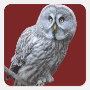 Great Gray Owl Square Sticker