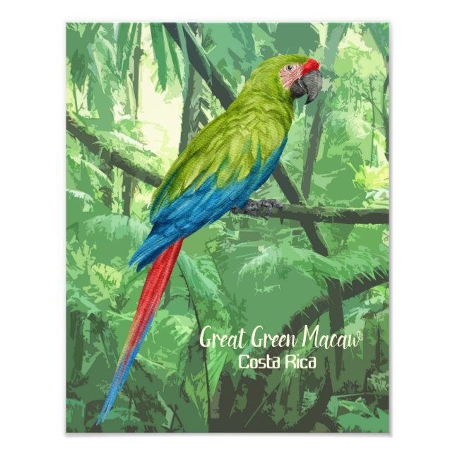 Great Green Macaw Costa Rica Design Photo Print (Front)
