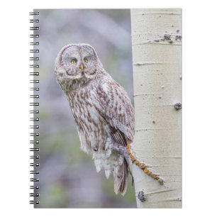 Great Grey Aspen Tree Branch Notebook