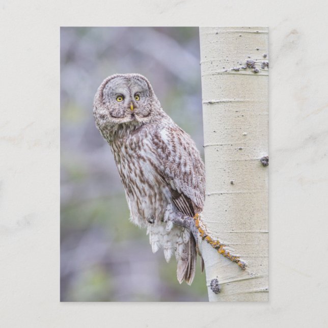 Great Grey Aspen Tree Branch Postcard (Front)