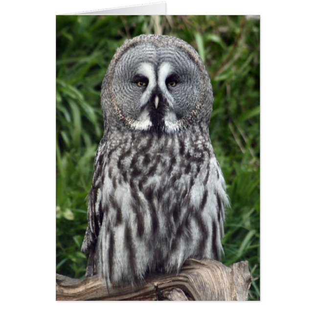 Great Grey Owl (Front)