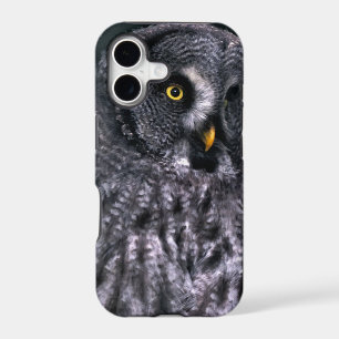 Great Grey Owl