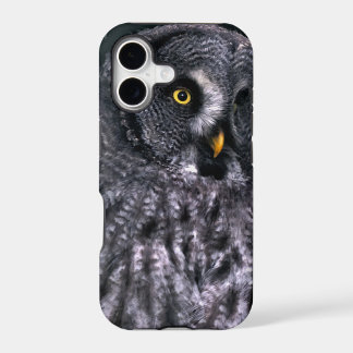 Great Grey Owl