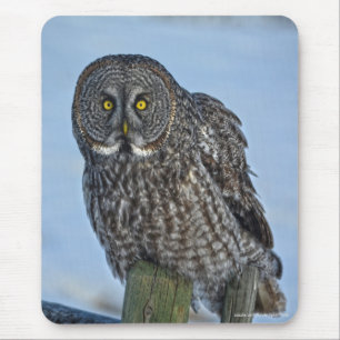 Great Grey Owl and Snow Wildlife Raptor Photo Mouse Mat