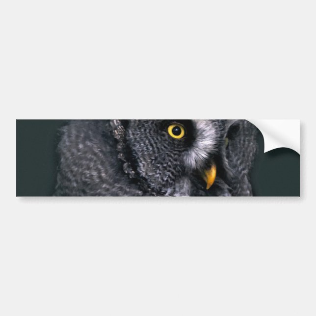 Great Grey Owl Bumper Sticker (Front)