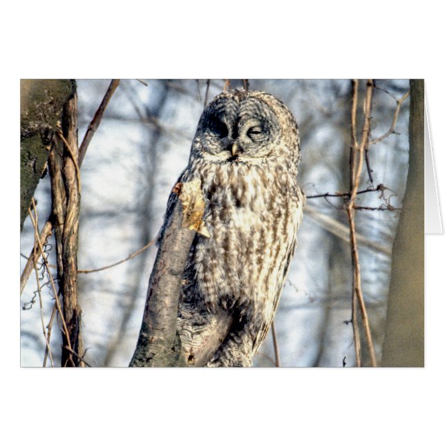 Great Grey Owl - Creamy Brown Watcher (Front Horizontal)