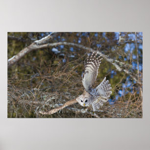 Great Grey Owl Flying Poster