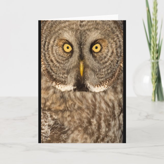 Great grey Owl greeting card (Front)