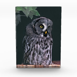 Great Grey Owl Halloween Wildlife Art Photo Block