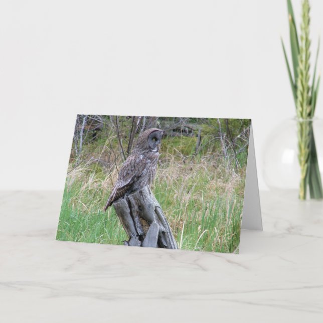 Great Grey Owl in the Wild Card (Front)