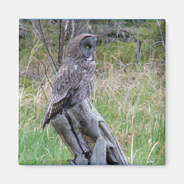 Great Grey Owl in the Wild Magnet (Front)