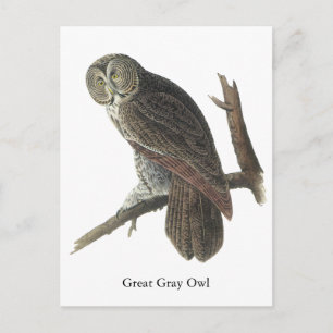 Great Grey Owl, John Audubon Postcard