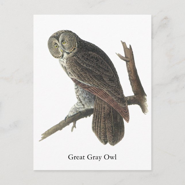 Great Grey Owl, John Audubon Postcard (Front)