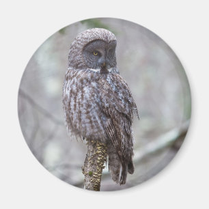 Great Grey Owl Magnet
