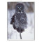 Great Grey Owl near Pine City MN,