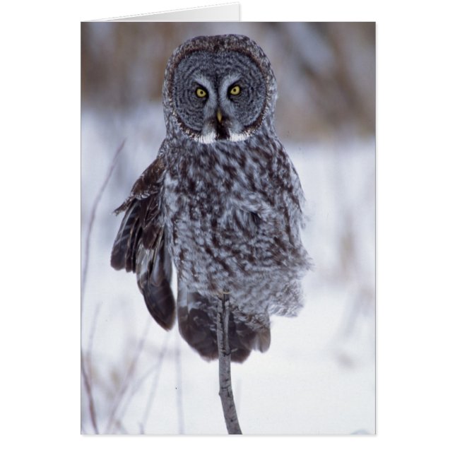Great Grey Owl near Pine City MN, (Front)
