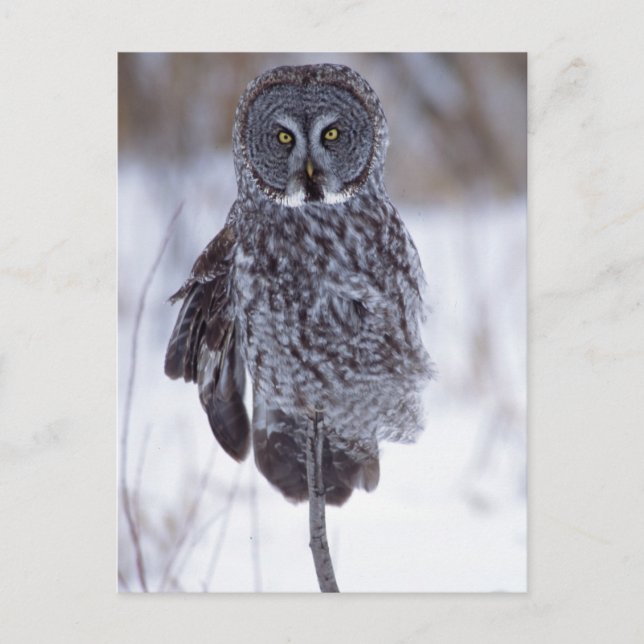 Great Grey Owl near Pine City MN, Postcard (Front)
