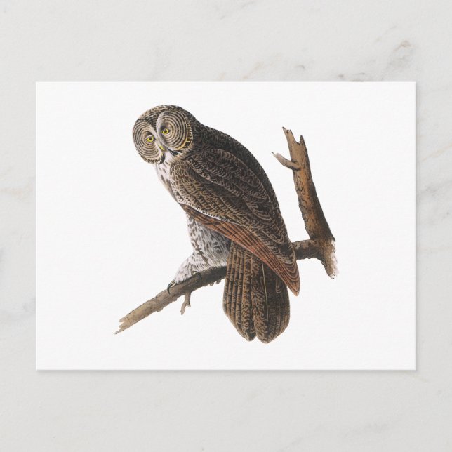 Great Grey Owl Postcard (Front)