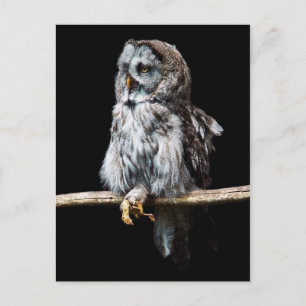 Great grey owl postcard