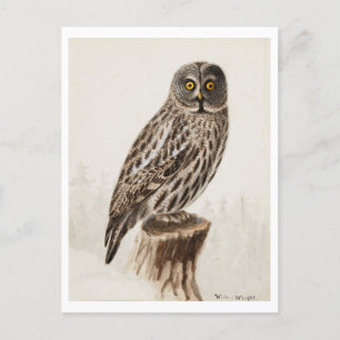 Great Grey Owl Postcard