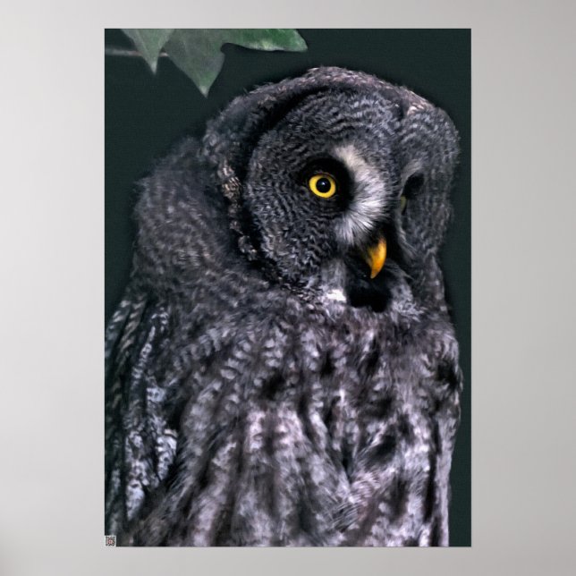 Great Grey Owl Poster (Front)