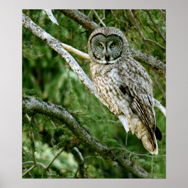 Great Grey Owl Poster (Front)