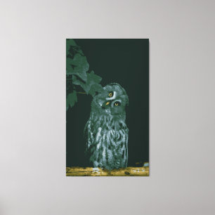 Great Grey Owl  Stretched Canvas Print
