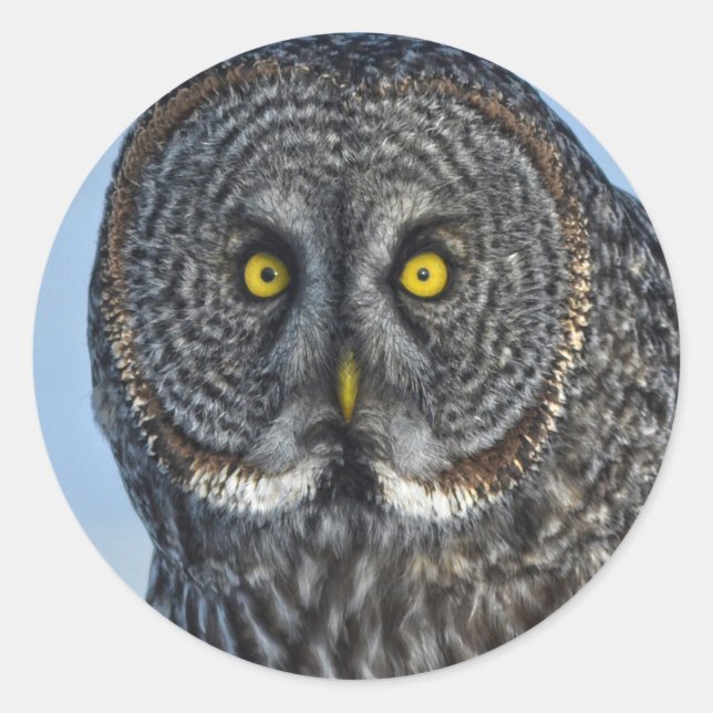 Great Grey Owl Wildlife Raptor Photo Classic Round Sticker (Front)
