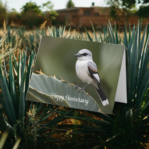 Great grey shirke perched on Agave leaf Card