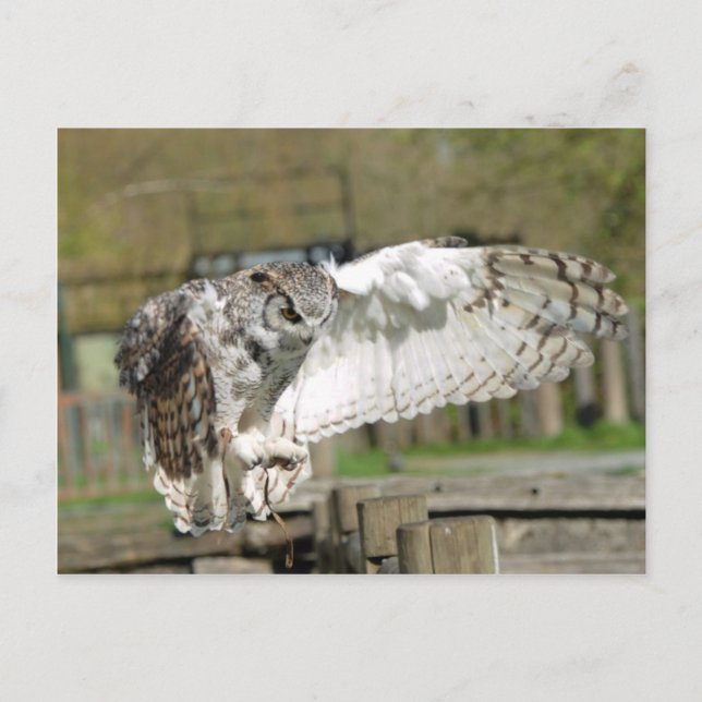 Great Horn Owl Flying 4 Postcard (Front)