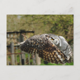 Great Horn Owl Flying Postcard