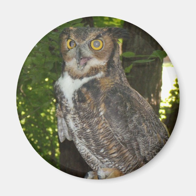 Great horn owl magnet (Front)