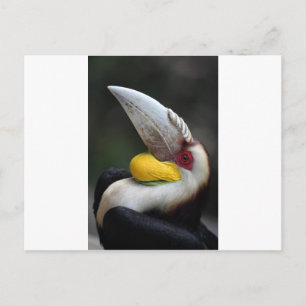 Great hornbill bird portrait postcard