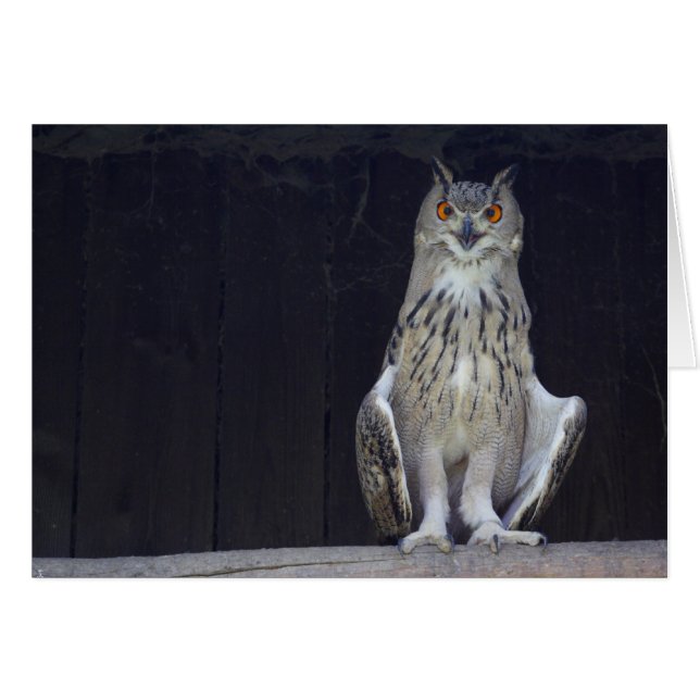 Great Horned Owl (Front Horizontal)