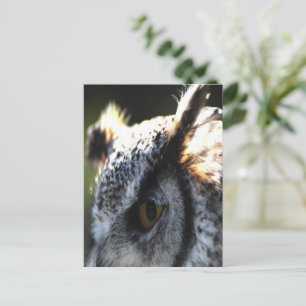 Great Horned Owl 2 Postcard