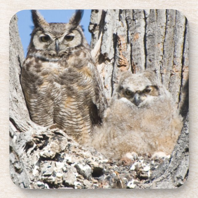Great Horned Owl and Owlet Coaster (Front)