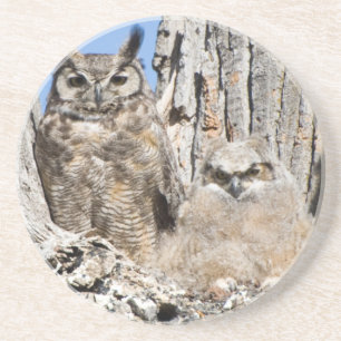 Great Horned Owl and Owlet Coaster