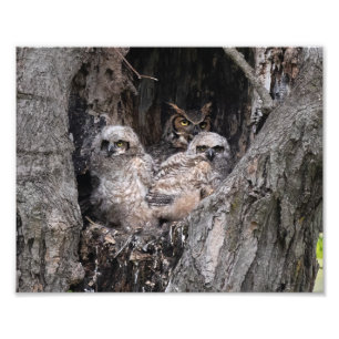 Great Horned Owl and Owlets Photo Print