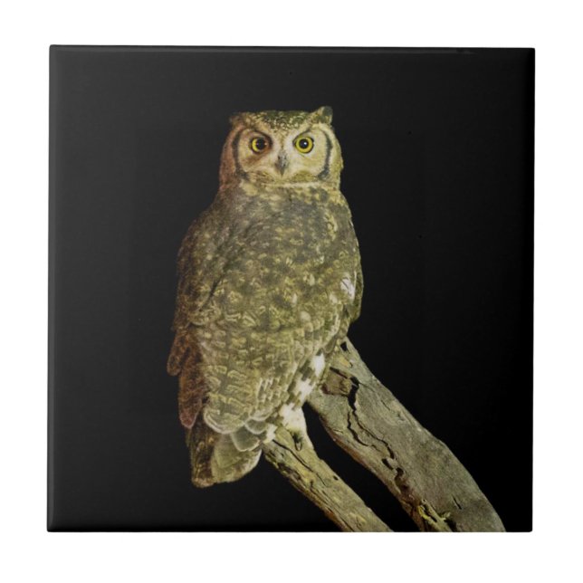 Great Horned Owl at Night Tile (Front)