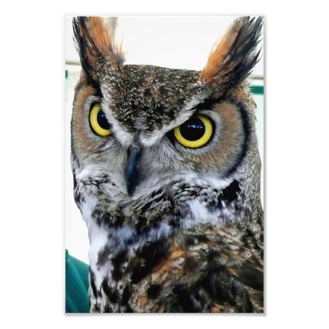 Great Horned Owl Bird Of Prey Photo Print (Front)
