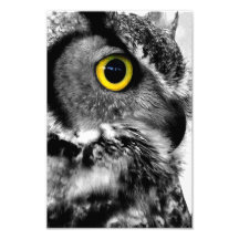 Great Horned Owl Bird Of Prey