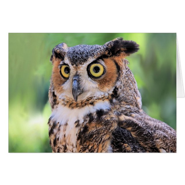 Great Horned Owl Blank Card (Front Horizontal)
